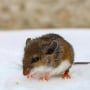 Little baby deer mouse in the snow