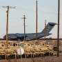 A United States Air Force Boeing C-17 used for deportation flights