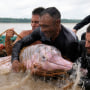 A group of people near a boat in the ocean place a pink river dolphin into a net