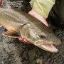 Hands hold a bukk trout fish near a stream, the fish has its' mouth open