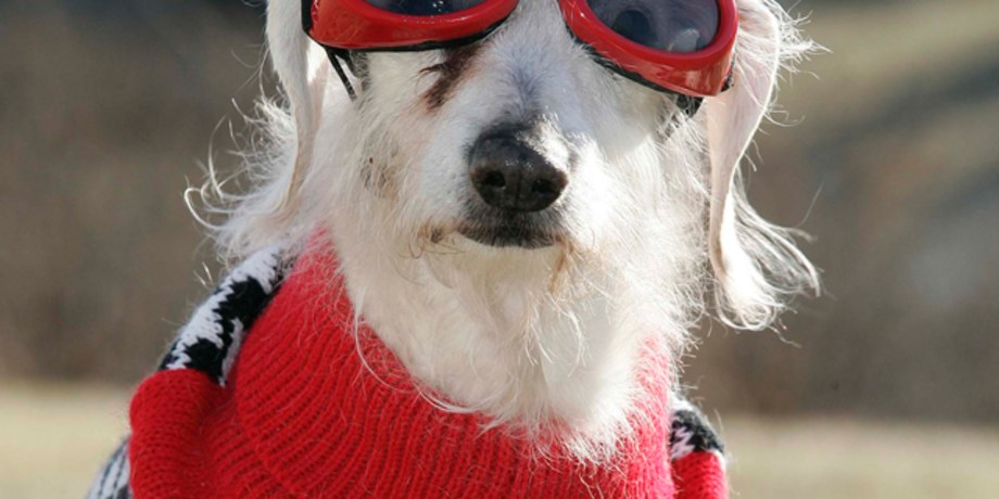 Meet Chanel: Almost 21, the world's oldest dog