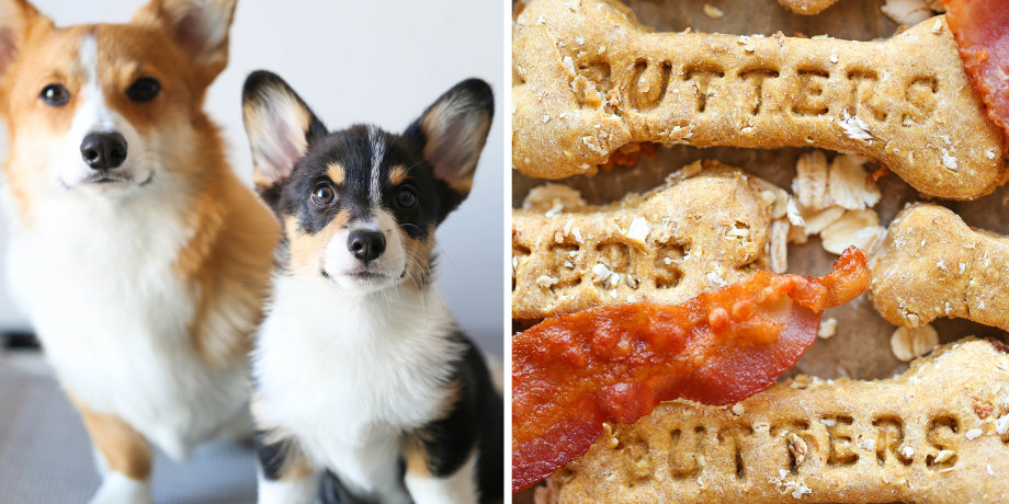 Best treats for corgi puppies cheap