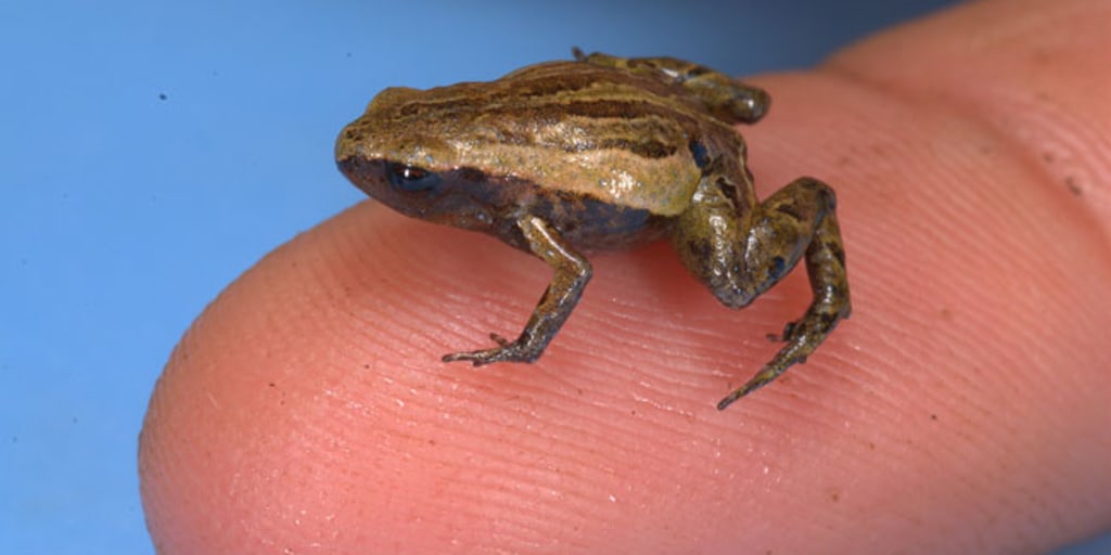Teeny-tiny frog discovered in Peru