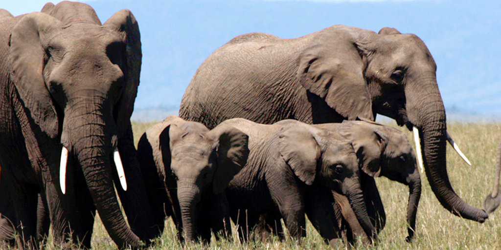 Elephants live longer in wild than zoos