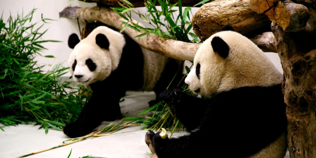 Homesick? Pandas leave China, lose weight