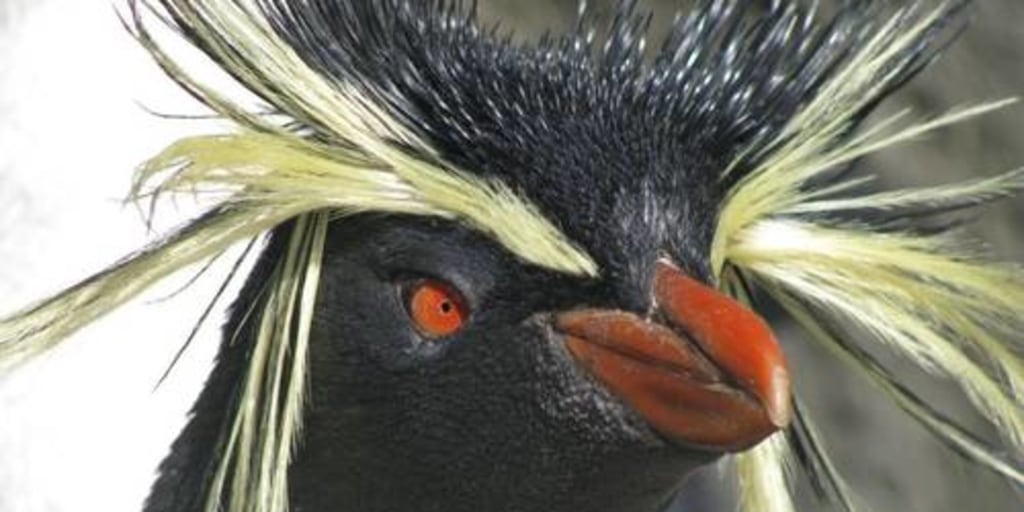 Rockhopper penguin shop happy feet