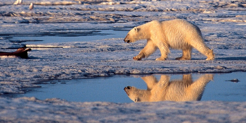 Protecting polar bears aim of new and improve