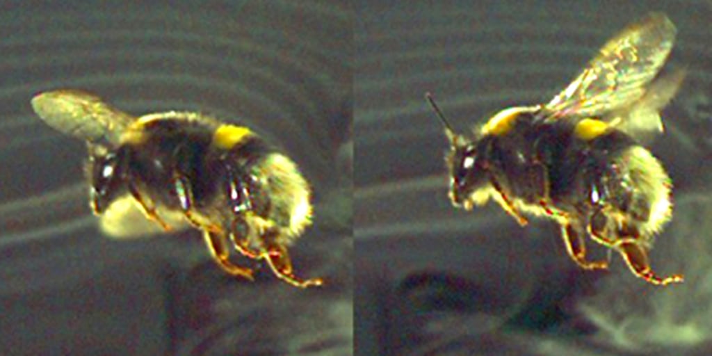 Bumblebee Flight Defies Physics – Bee Mission