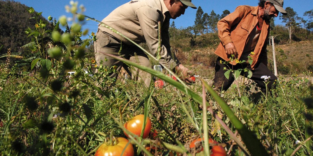 Cuba pins hopes on new farms run for profit