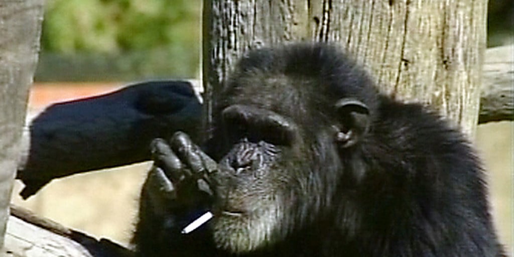gorilla smokes cigarette Free Illustrations Gorilla Smoking Cigarette GIFs |