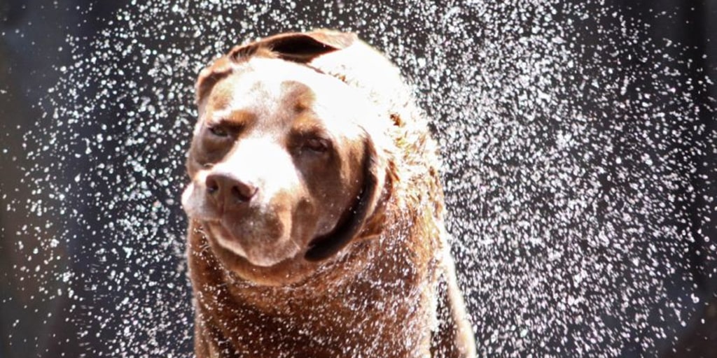 The Wet Dog Shake Physics Revealed