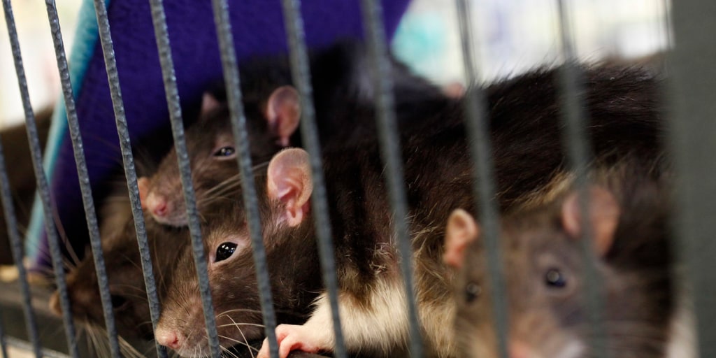 Shelter Rats