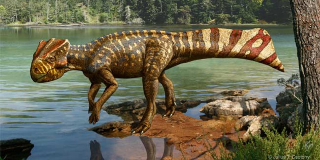Mini Triceratops First Horned Dino From South Korea Mini Triceratops First Horned Dino From South Korea
