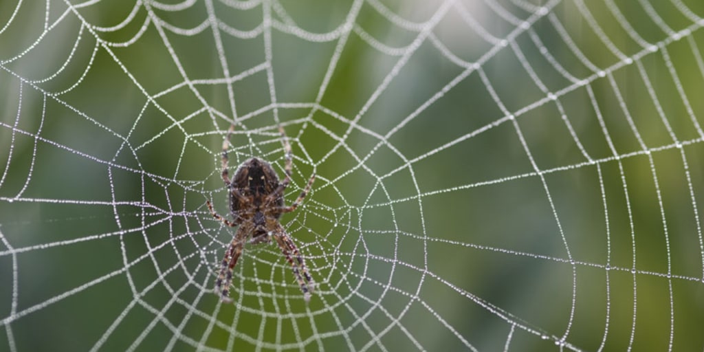 New study shows spiders use webs to hear