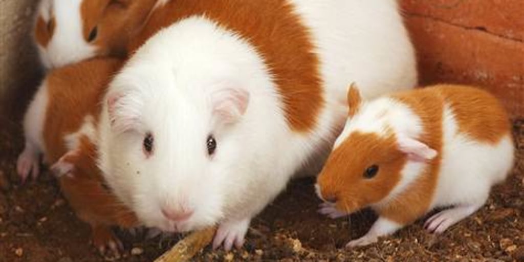 Guinea pigs: Easy-to-pack pets for early European explorers