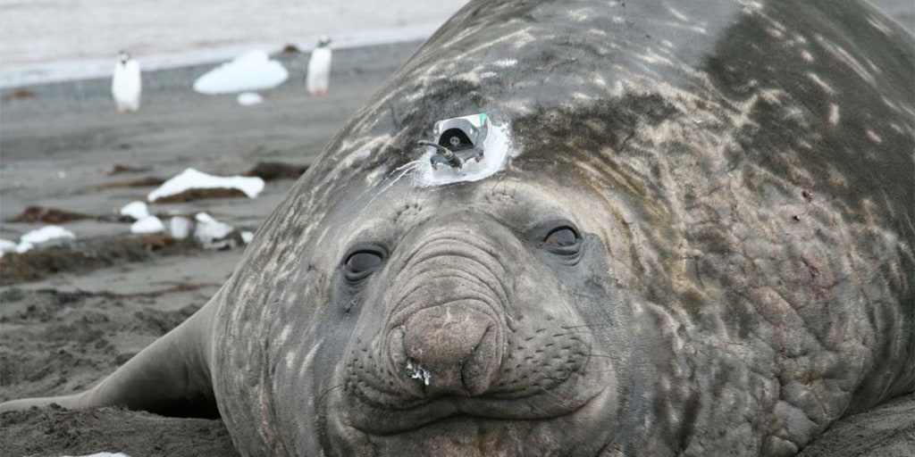 Seal dive elephant Elephant Seals,