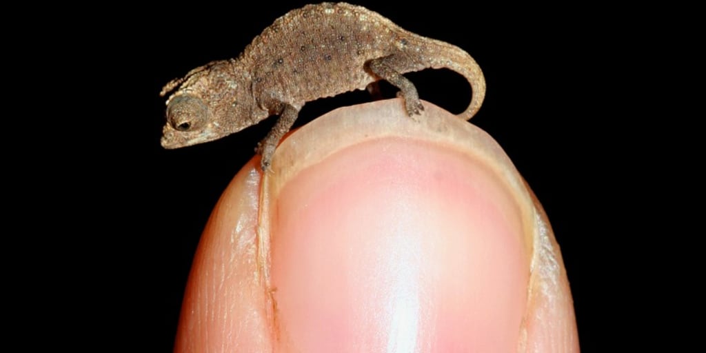 120114-CameleonPhoto-hmed-