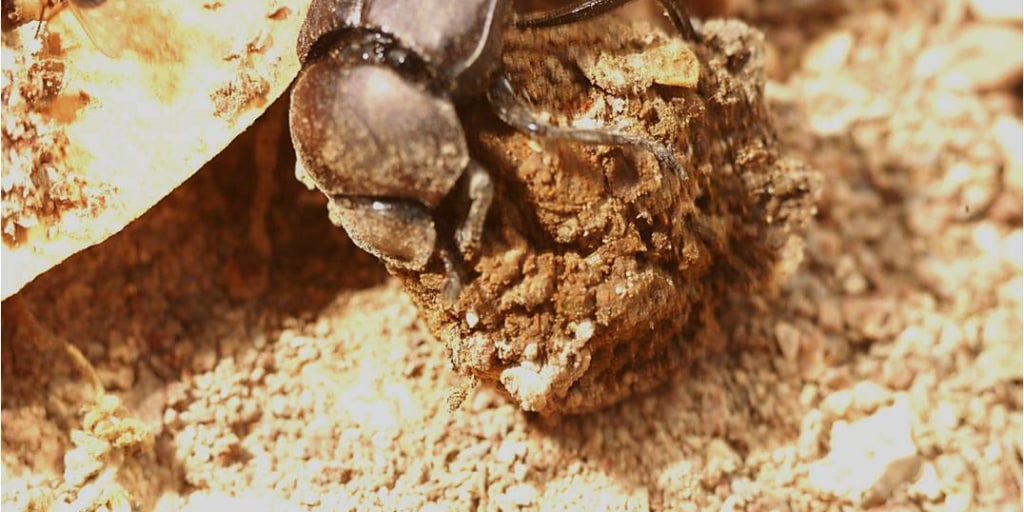 You'll turn up your nose at the dung beetle's diet