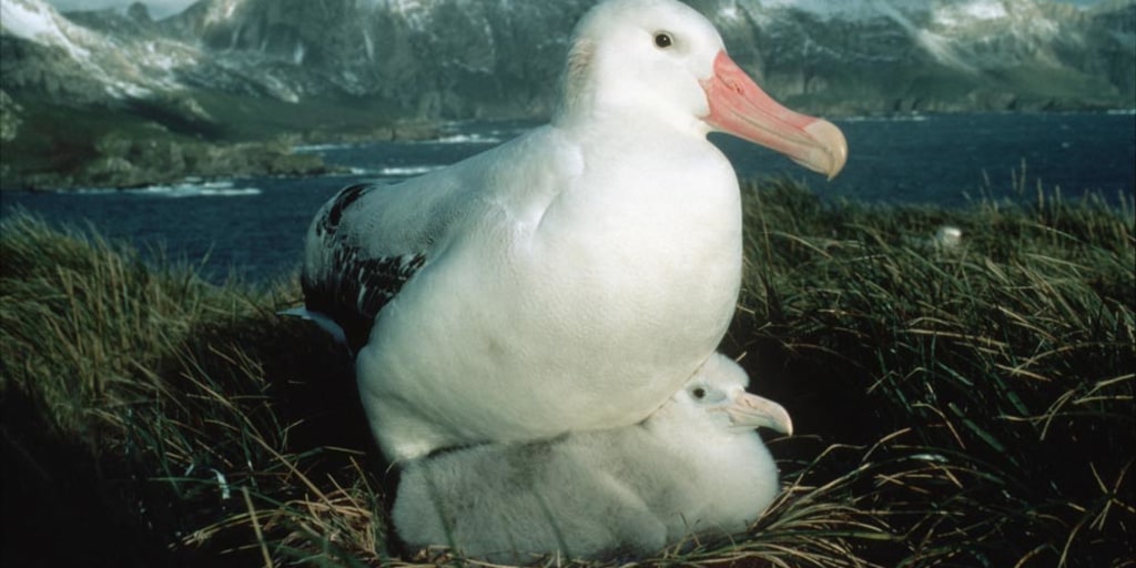 120501-Albatross2Photo-hmed-