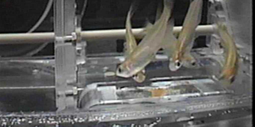 First Fish In Space First Fish In Space