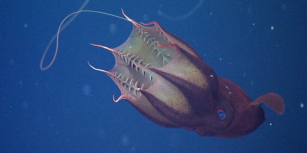 Halloween picture: See a vampire squid in Florida