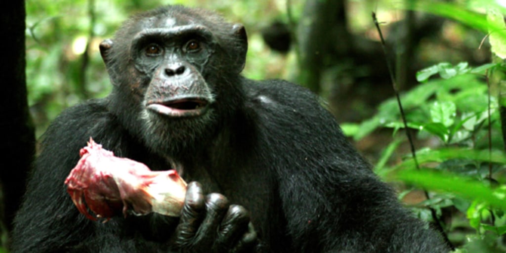 chimp-meat-580x400.jpg