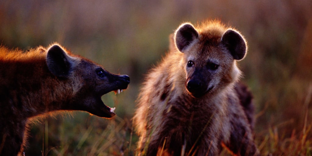 A hyena in a field of yellow leaves photo – Free Afrique du sud Image on  Unsplash