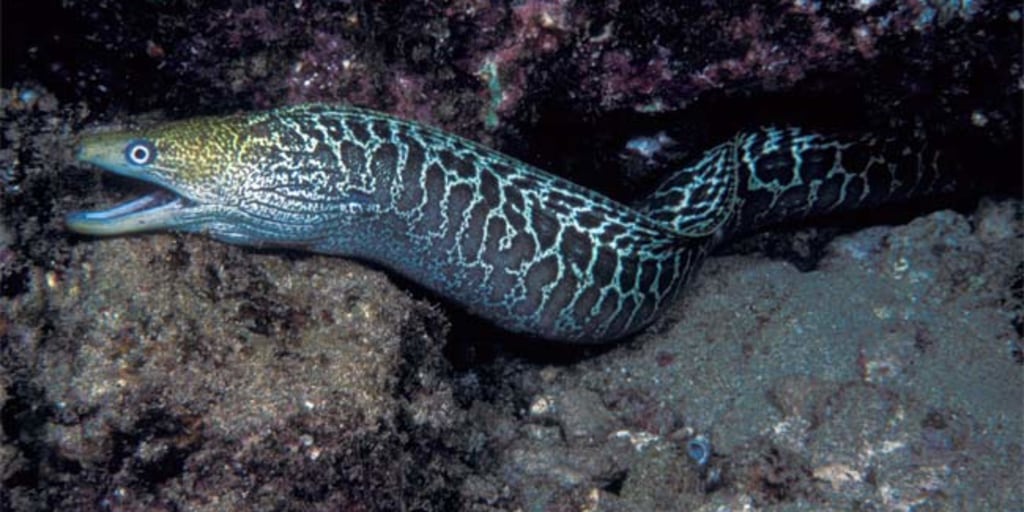 Sea eel shop