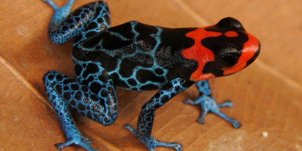 アンタThree-point Rain1 ブラックレッドブルー　25cm Amazing Amazon