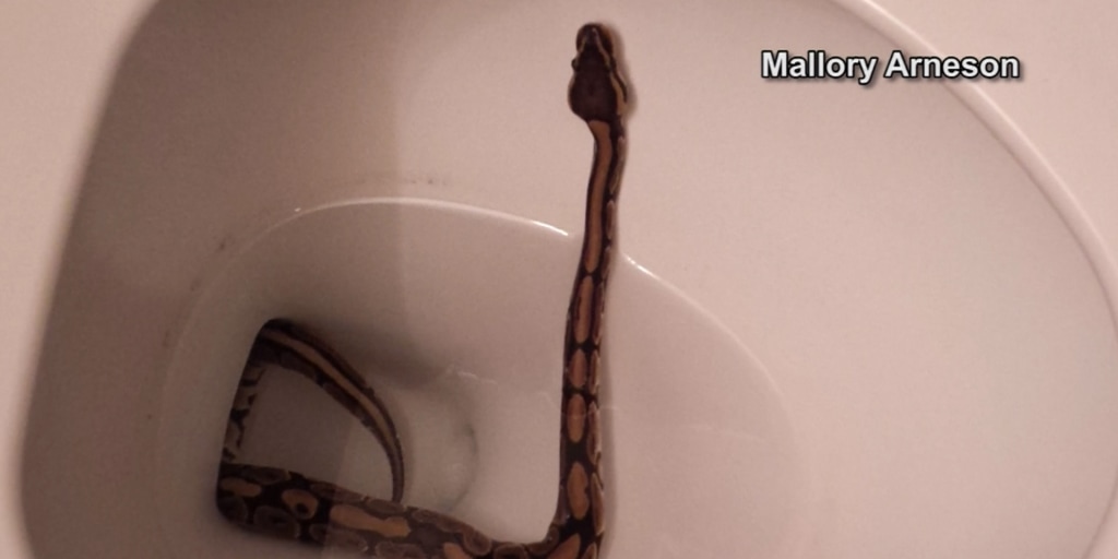 Woman Finds Snake in Her Toilet After Vacation — Best Life