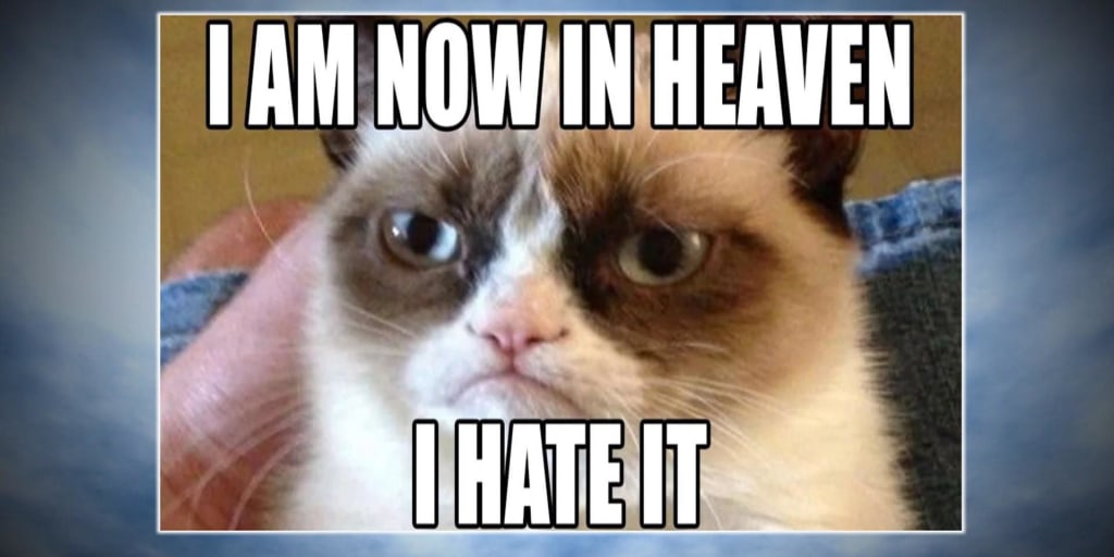 Grumpy Cat Gif Grumpy Cat Scores Hollywood Movie Deal