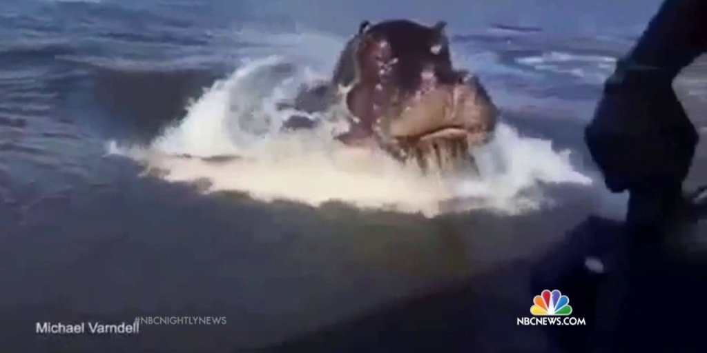 Watch Giant Hippo Chase Speedboat in Zambia