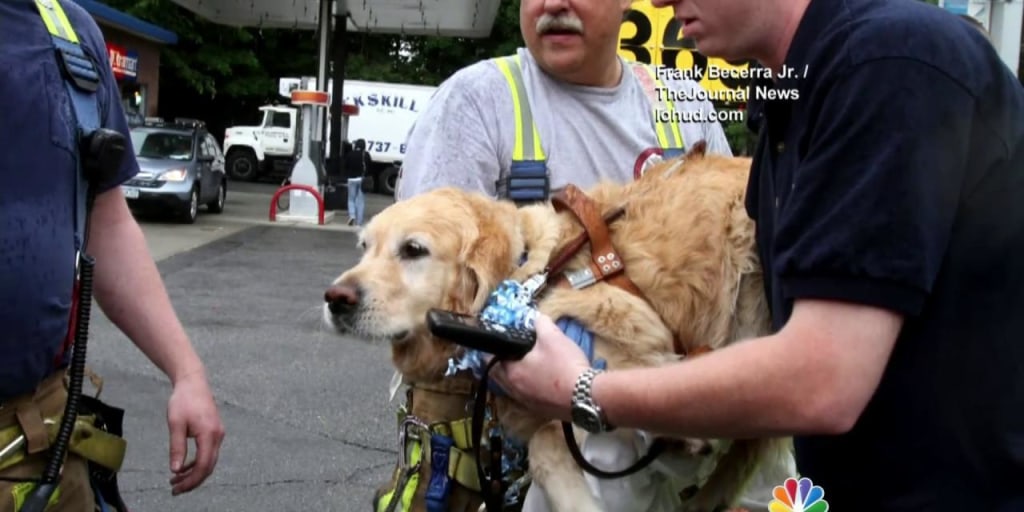 Service Dog Jumps in Front of Bus to Save Blind Owner's Life