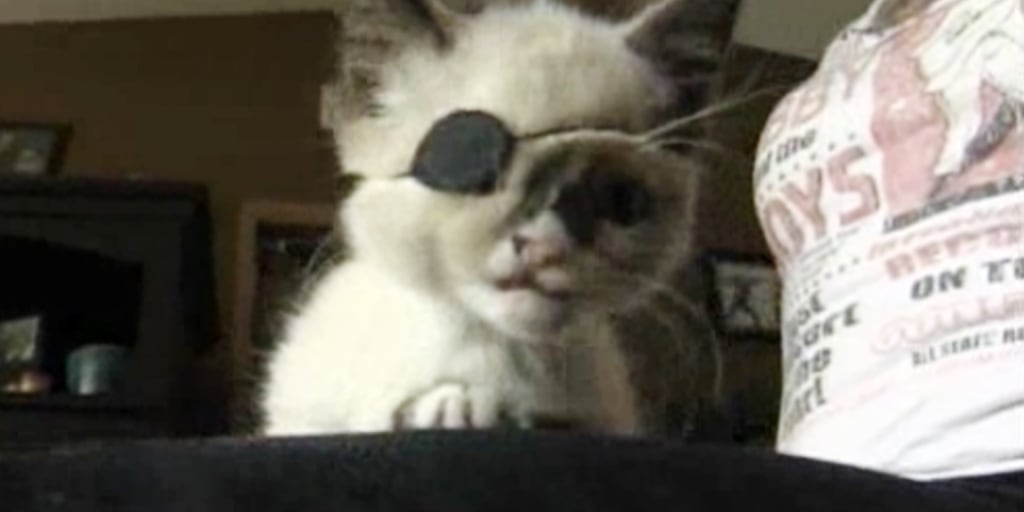Disfigured kitten with eye patch wins hearts on Web