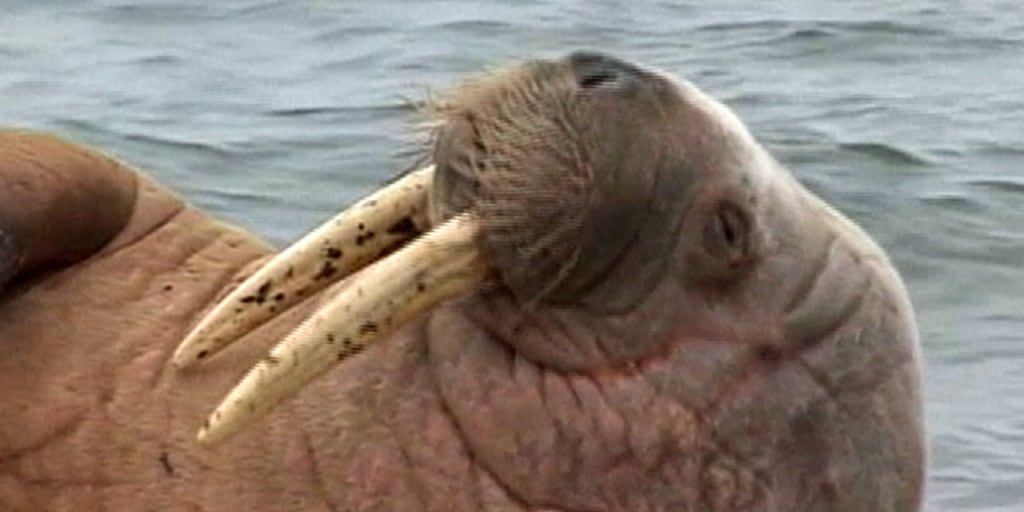x_lon_itvwalrus_130304.jpg