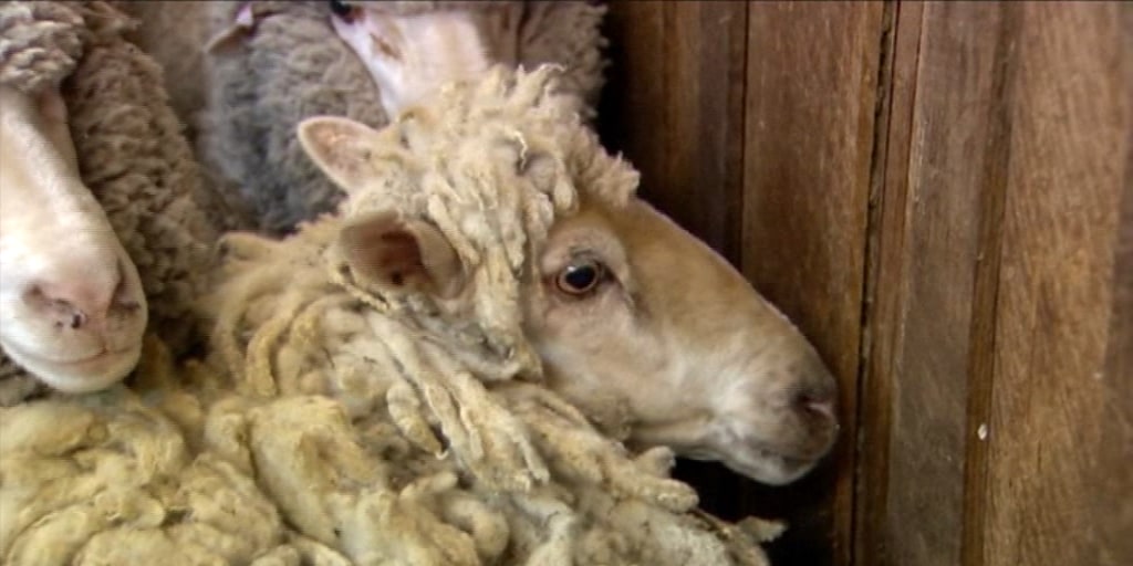 x_lon_sheep_160104.jpg