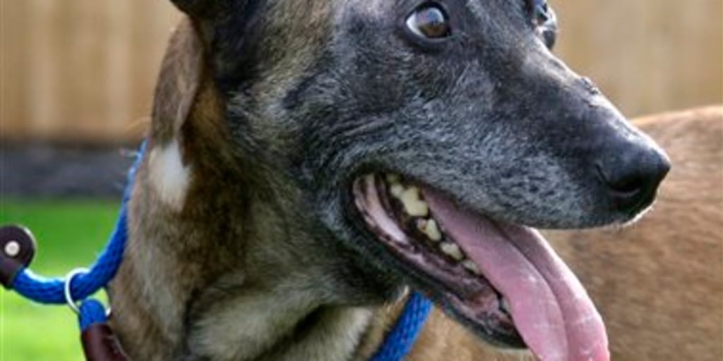 Dog Trainer Vanishes Ex Wife S Beau Arrested Dog Trainer Vanishes Ex Wife S Beau Arrested