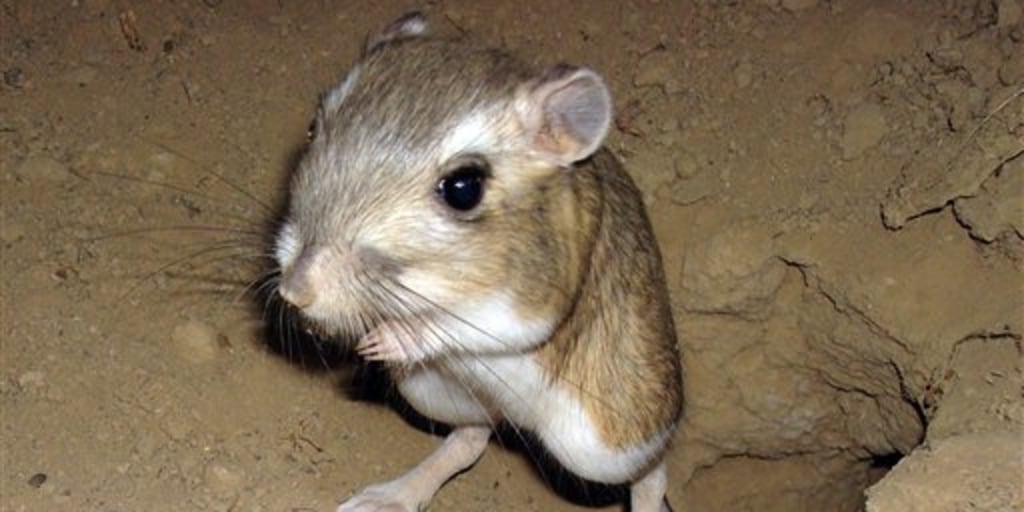 Scientists count kangaroo rats from outer space