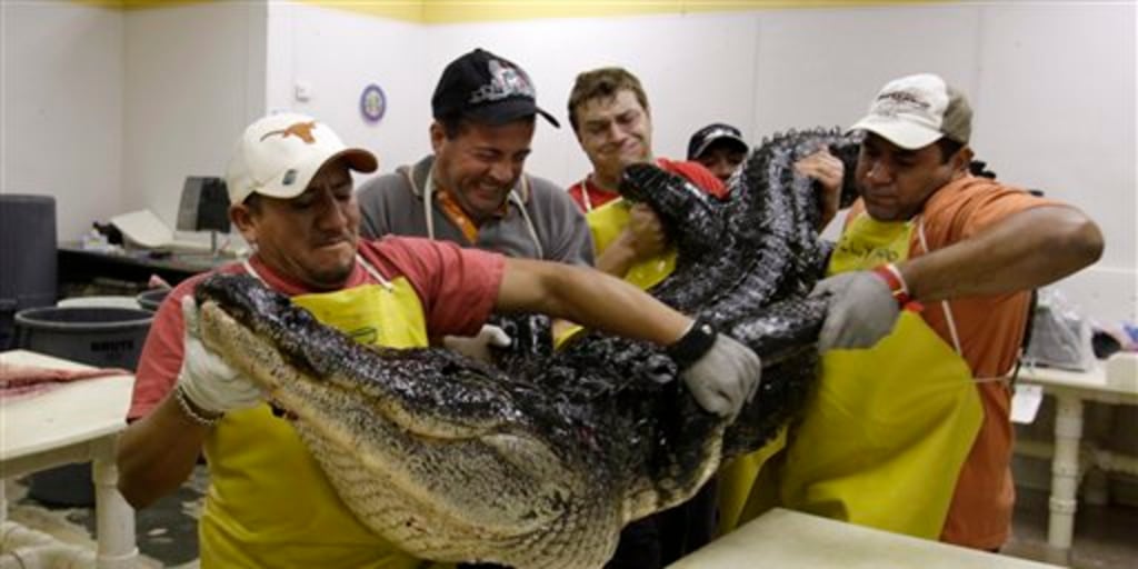 Gator Hunting Becoming Popular in Georgia