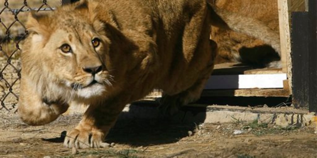 Lion Abandoned in Cell at Zoo for 5 Years Moves to Sanctuary