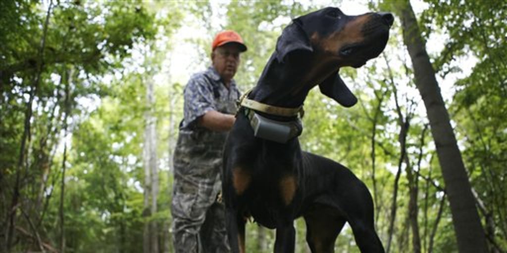 Sport Of Hunting With Hounds Under Scrutiny
