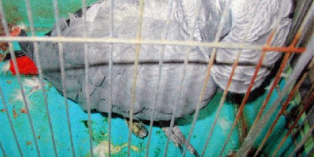 Lost parrot tells veterinarian his address