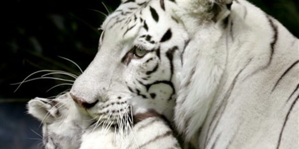 Argentine Zoo Shows Its New Tiger Cubs