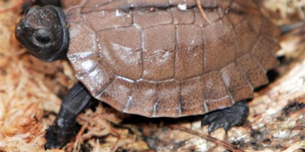 Endangered Asian turtle hatched at zoo