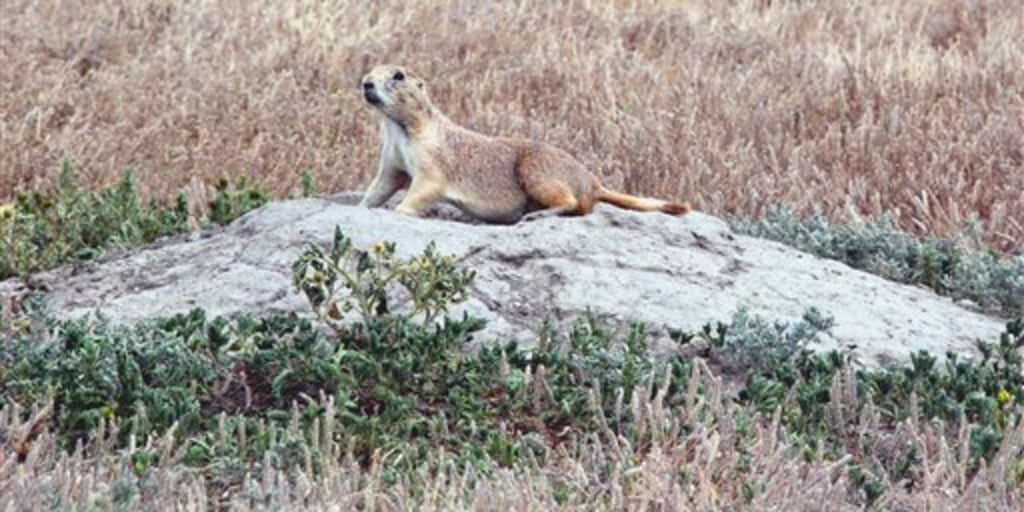 Plague threatens ferrets, prairie dogs