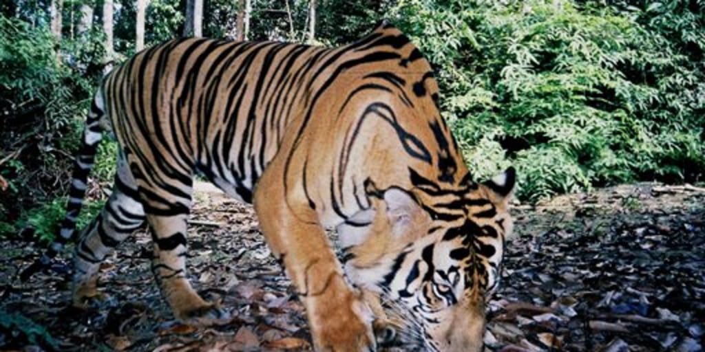 Asia Pulp & Paper - #DidYouKnow Sumatran tiger are the shortest in