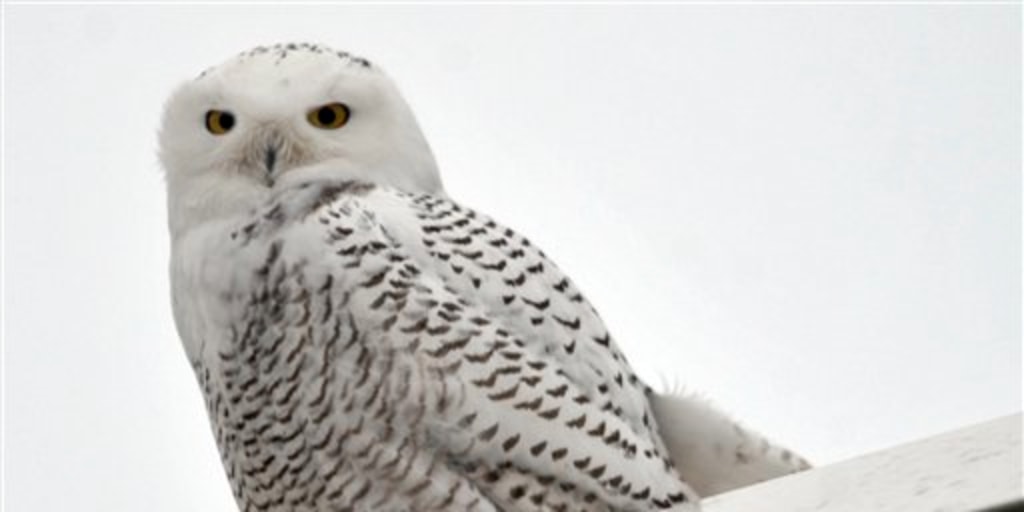 White Snowy Owl - Stick On NOSO Patch