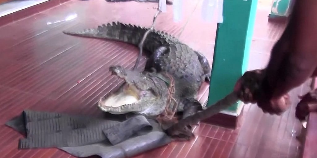 Crocodile twists and turns to evade capture