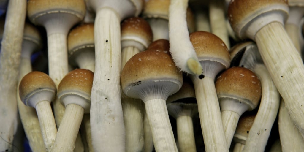 Can psychedelics expand your mind and relationships? Author Michal Pollan explains in MSNBC news segment - Vimarsana News