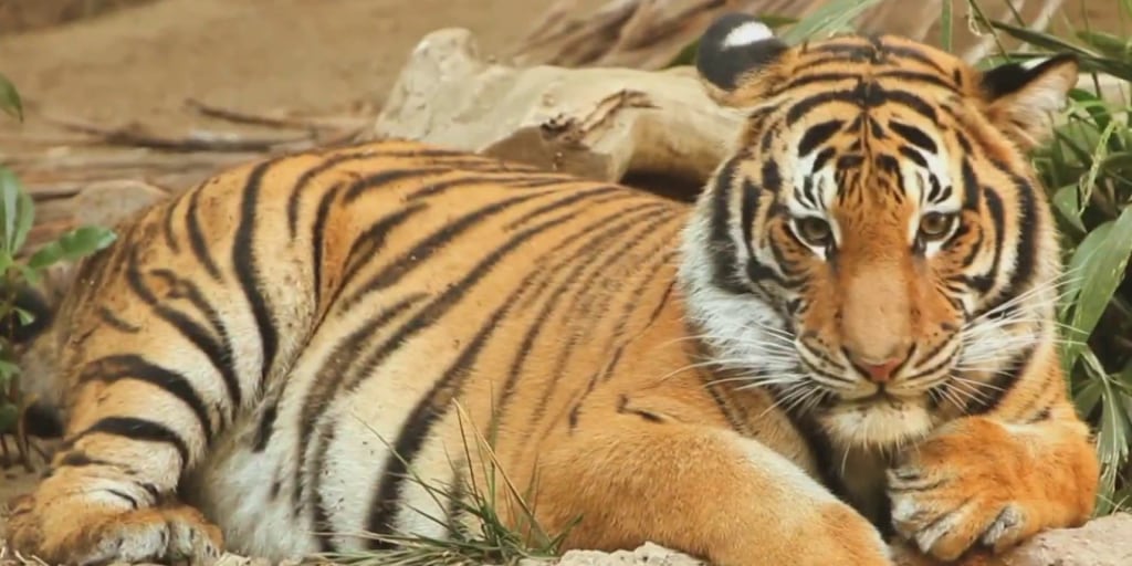 Nevada 'tiger king' arrested after seven animals were seized from his home